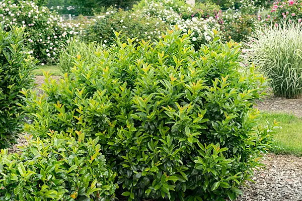 675302 - Laurier cerise (Prunus laurocerasus 'Kleopatra')