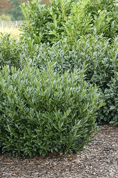 616295 - Laurier cerise (Prunus laurocerasus 'Otto Luyken')