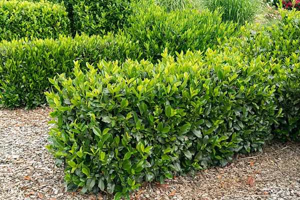 675300 - Laurier cerise (Prunus laurocerasus 'Piranha')