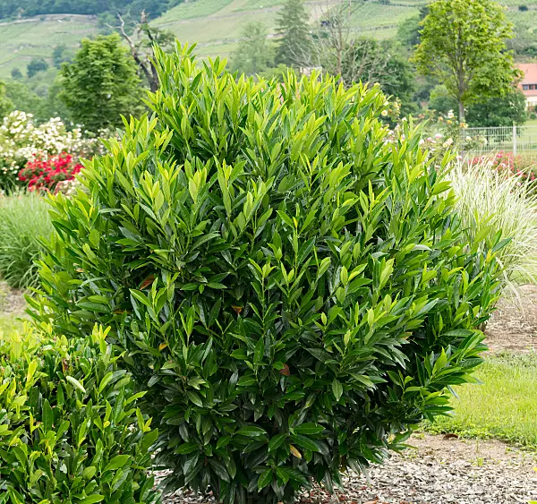 675303 - Laurier cerise (Prunus laurocerasus 'Renault Ace')