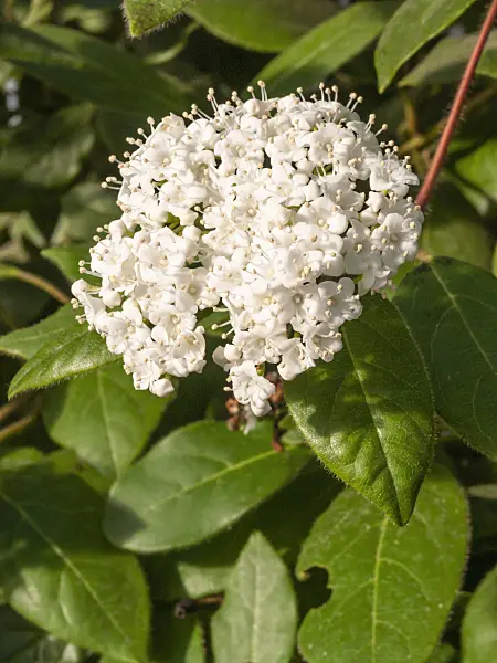 409003 - Laurustinus (Viburnum tinus)