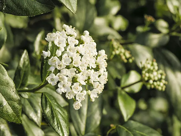 422007 - Laurustinus (Viburnum tinus)
