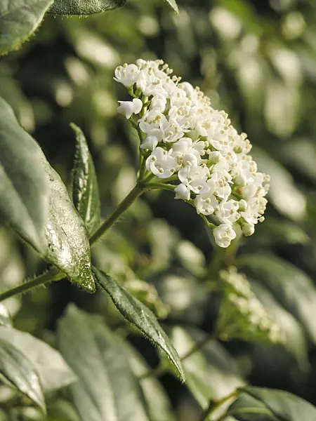 422008 - Laurustinus (Viburnum tinus)