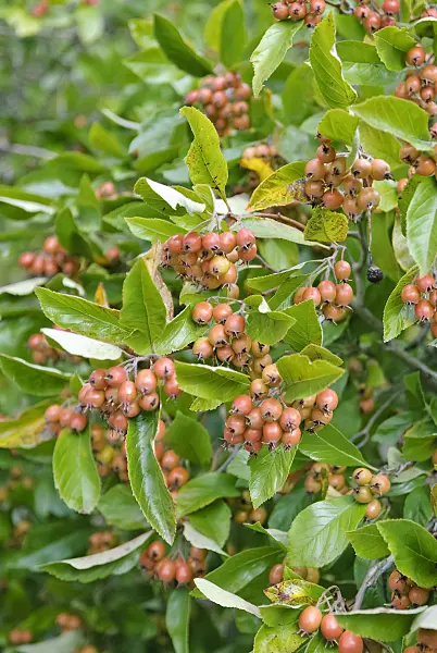 490053 - Lavalle hawthorn (Crataegus x lavallei 'Carrierei')