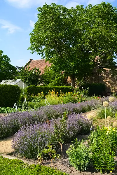 670011 - Lavande (Lavandula) dans un jardin potager