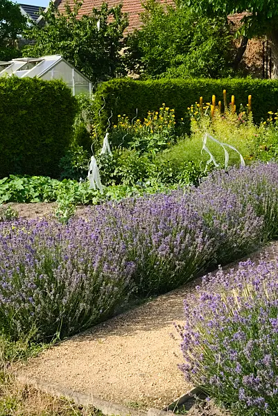 670012 - Lavande (Lavandula) dans un jardin potager