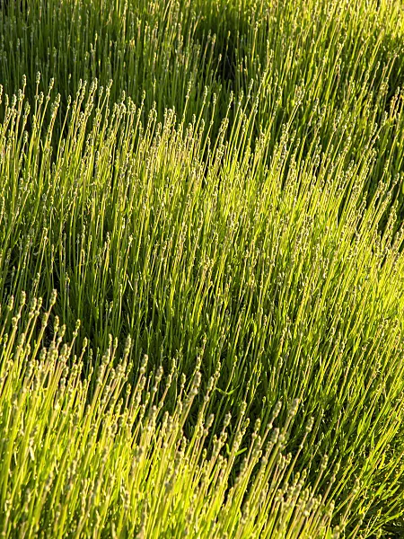 425112 - Lavande vrai (Lavandula angustifolia)