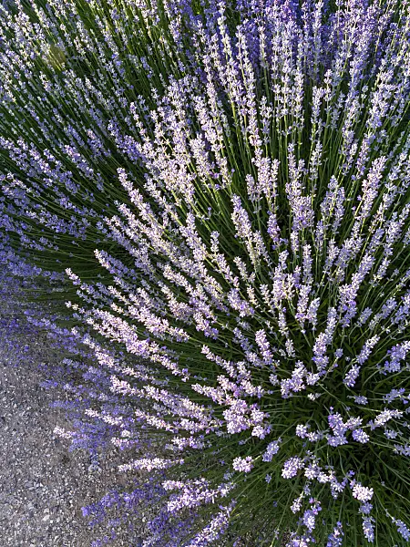 426332 - Lavande vrai (Lavandula angustifolia)