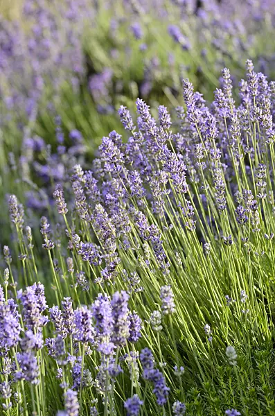 497280 - Lavande vrai (Lavandula angustifolia)