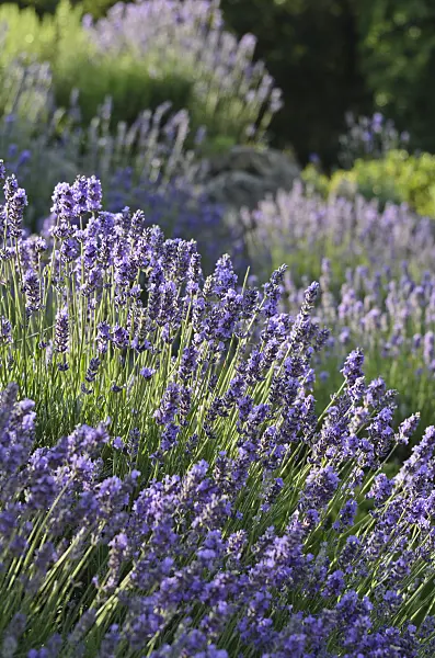 497284 - Lavande vrai (Lavandula angustifolia)