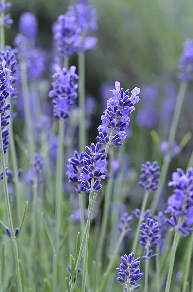 497287 - Lavande vrai (Lavandula angustifolia)