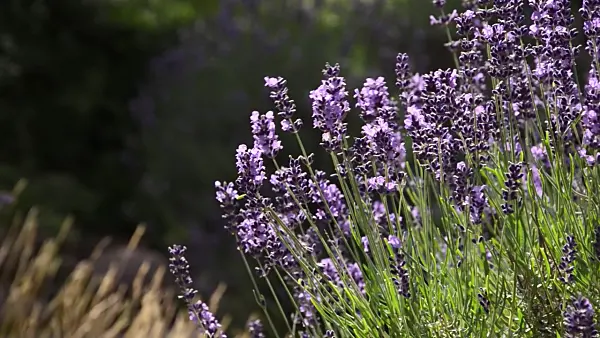 498024 - Lavande vrai (Lavandula angustifolia)