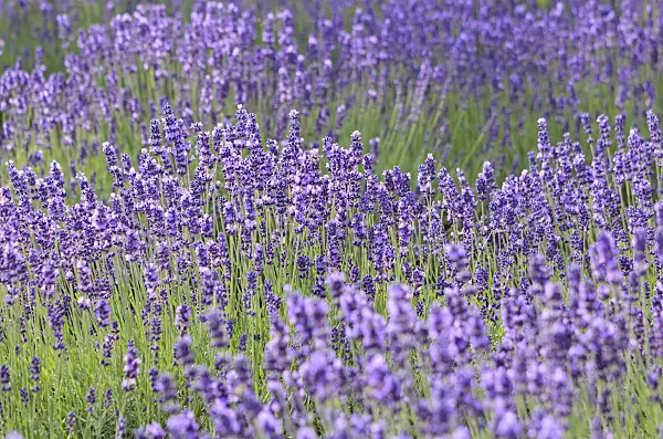534104 - Lavande vrai (Lavandula angustifolia)