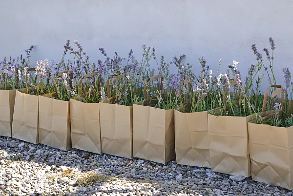 475049 - Lavande vrai (Lavandula angustifolia) dans des cornets en papier
