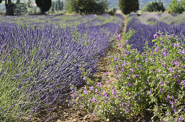 557165 - Lavandin (Lavandula x intermedia) and mallow (Malva), Provence, France