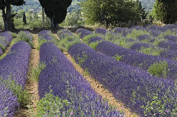557166 - Lavandin (Lavandula x intermedia), Provence, France