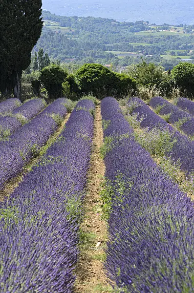 557168 - Lavandin (Lavandula x intermedia), Provence, France