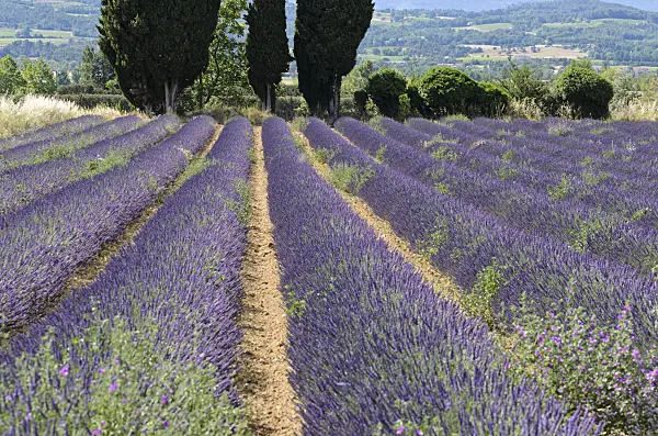 557170 - Lavandin (Lavandula x intermedia), Provence, France