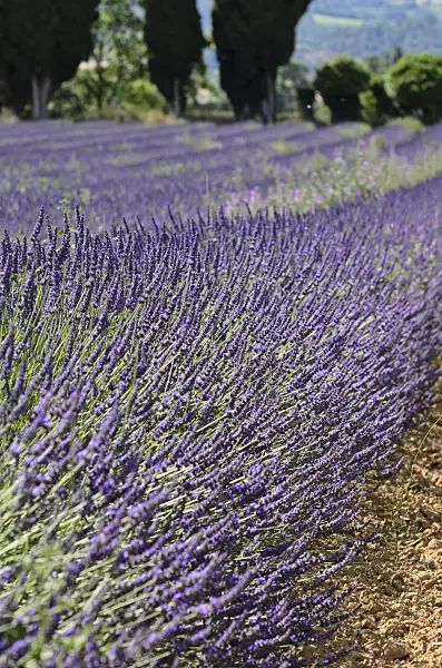 557171 - Lavandin (Lavandula x intermedia), Provence, France