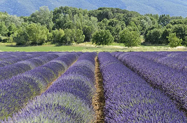 557172 - Lavandin (Lavandula x intermedia), Provence, France