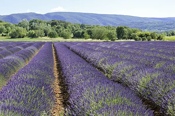 557174 - Lavandin (Lavandula x intermedia), Provence, France