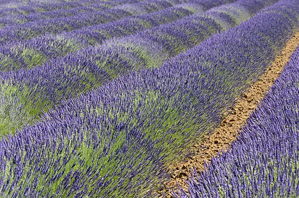 557175 - Lavandin (Lavandula x intermedia), Provence, France