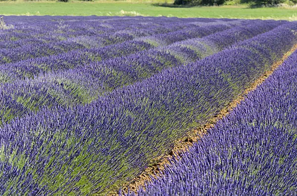 557176 - Lavandin (Lavandula x intermedia), Provence, France
