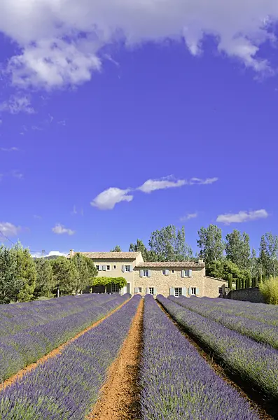 557179 - Lavandin (Lavandula x intermedia), Provence, France