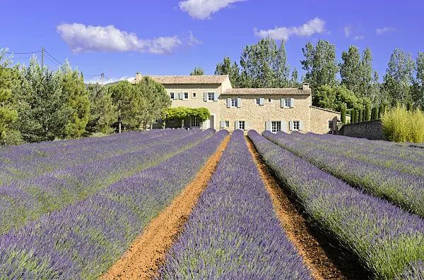 557180 - Lavandin (Lavandula x intermedia), Provence, France