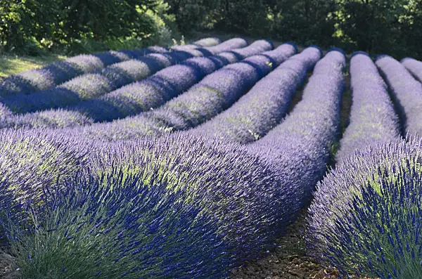557184 - Lavandin (Lavandula x intermedia), Provence, France