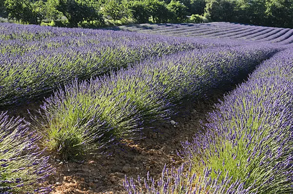 557185 - Lavandin (Lavandula x intermedia), Provence, France
