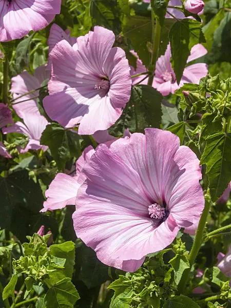 415023 - Lavatère à grandes fleurs (Lavatera trimestris)