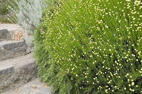 533136 - Lavender cotton (Santolina)