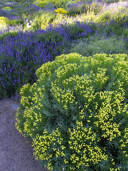 461162 - Lavender cotton (Santolina chamaecyparissus) and common lavender (Lavandula angustifolia)