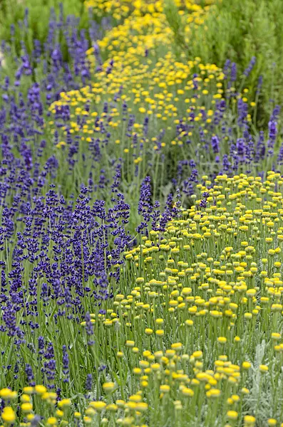 497068 - Lavender cotton (Santolina chamaecyparissus) and common lavender (Lavandula angustifolia)