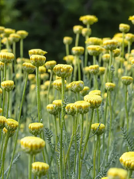 461123 - Lavender cotton (Santolina chamaecyparissus subsp. insularis)