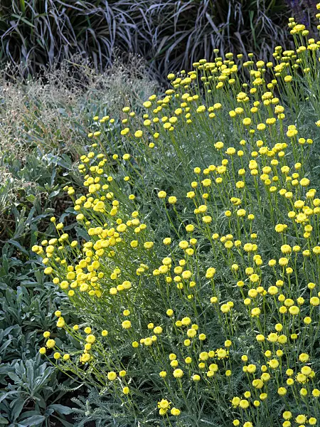 461129 - Lavender cotton (Santolina chamaecyparissus subsp. insularis)