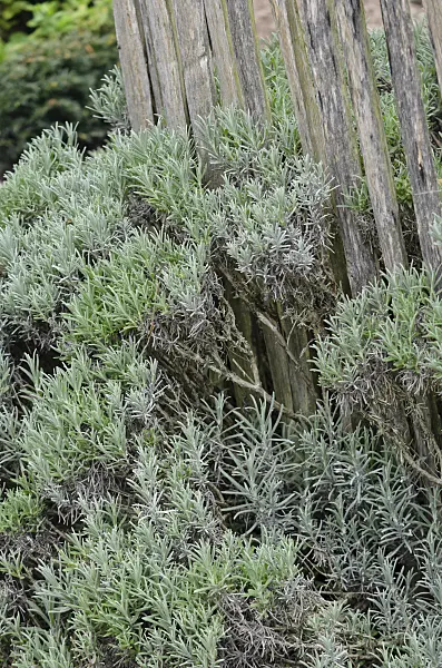560023 - Lavender (Lavandula)