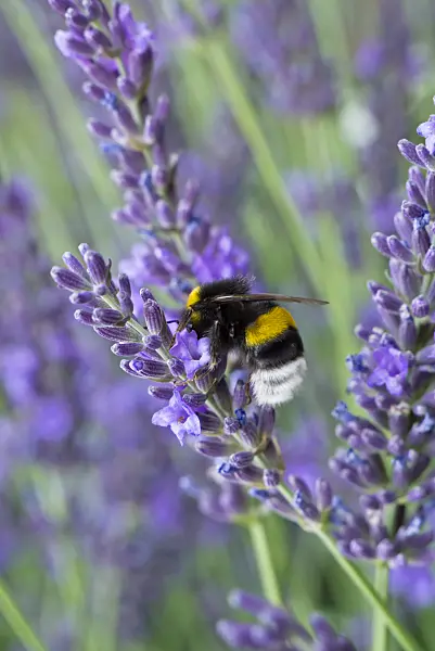 608098 - Lavender (Lavandula) and bumble bee (Bombus)
