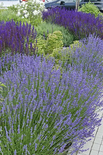 557071 - Lavender (Lavandula) and sage (Salvia)