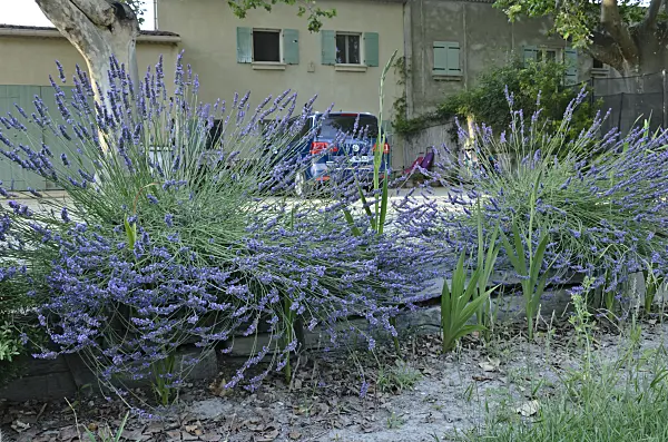 557260 - Lavender (Lavandula) in front of a Provençal house, France
