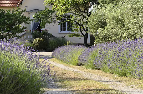 557124 - Lavender (Lavandula) in front of a residential building