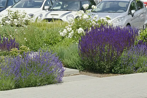 557072 - Lavender (Lavandula), sage (Salvia) and rose (Rosa)