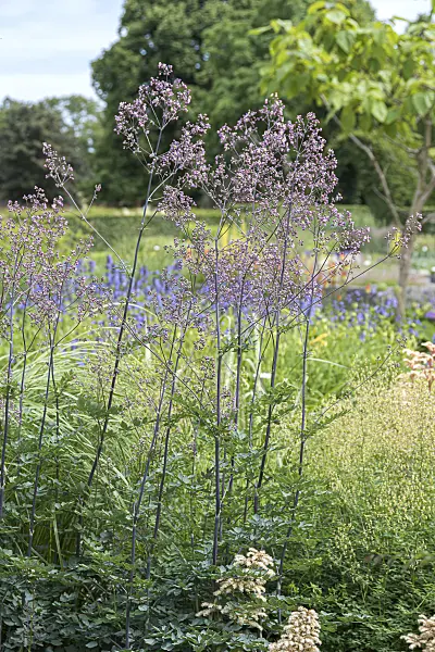 651551 - Lavender mist meadow rue (Thalictrum rochebrunianum 'Elin')