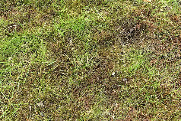 554035 - Lawn after moss removal
