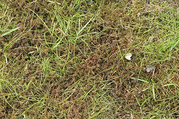 554036 - Lawn after moss removal