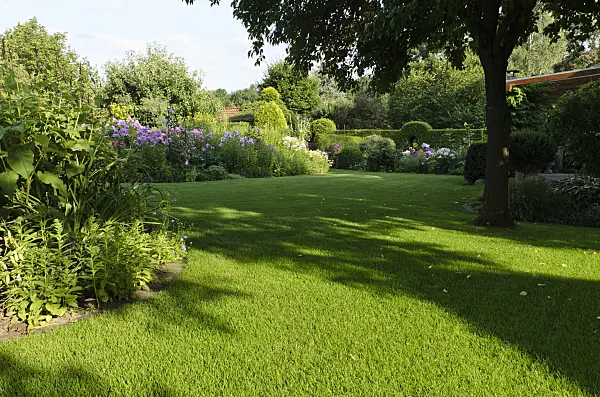 498314 - Lawn in a perennial garden