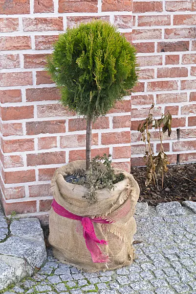 527002 - Lawson's cypress (Chamaecyparis lawsoniana)