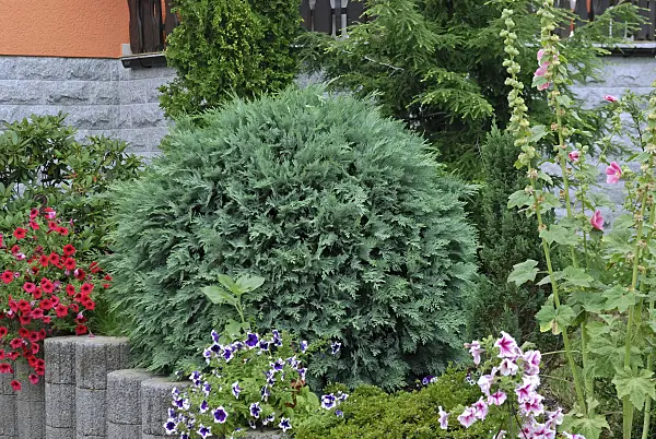 471374 - Lawson's cypress (Chamaecyparis lawsoniana 'Blaue Bautzener')