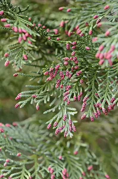 530029 - Lawson's cypress (Chamaecyparis lawsoniana 'Columnaris Glauca') with male flowers